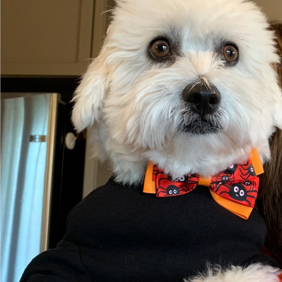 Meet your Posher, Bruce - Picture 3 of 5